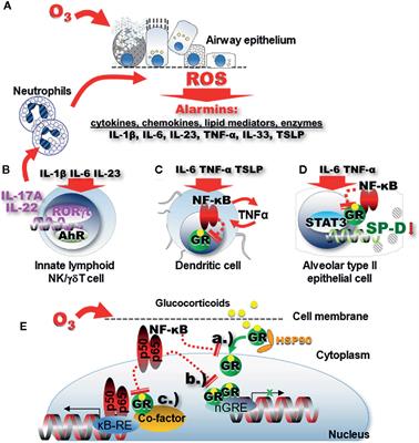 Ozone-Induced Oxidative Stress, Neutrophilic Airway Inflammation, and Glucocorticoid Resistance in Asthma